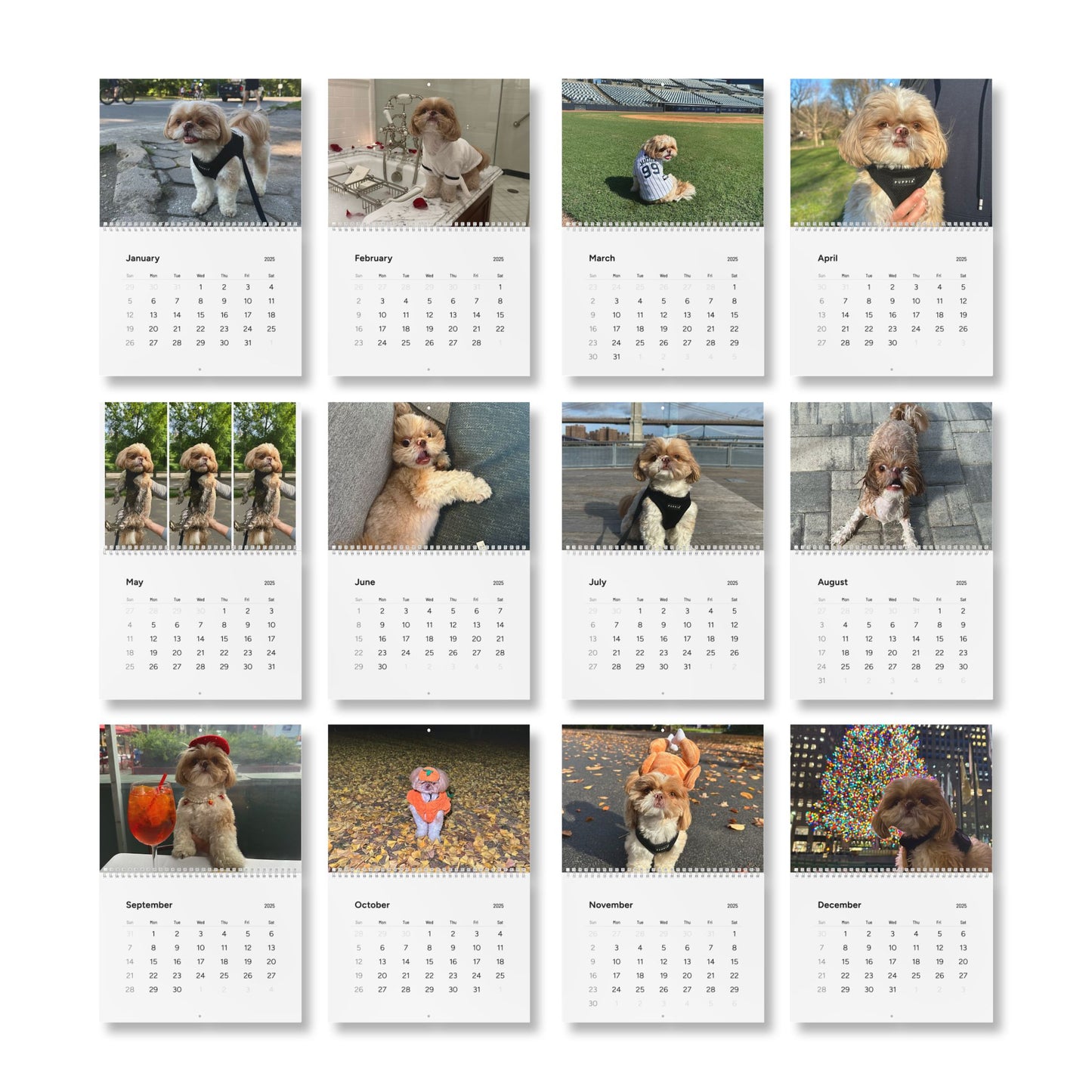 Enzo's Standard Wall Calendar (2025)