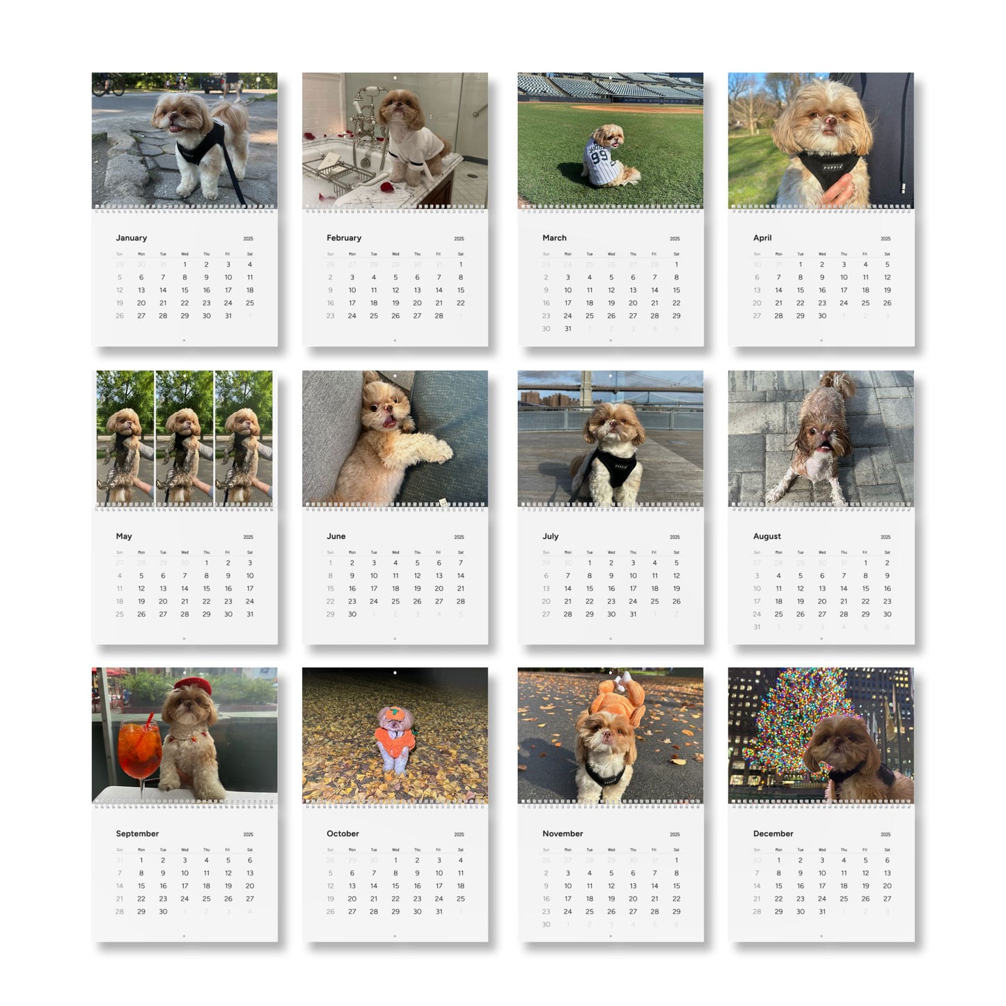 Enzo's Standard Wall Calendar (2025)